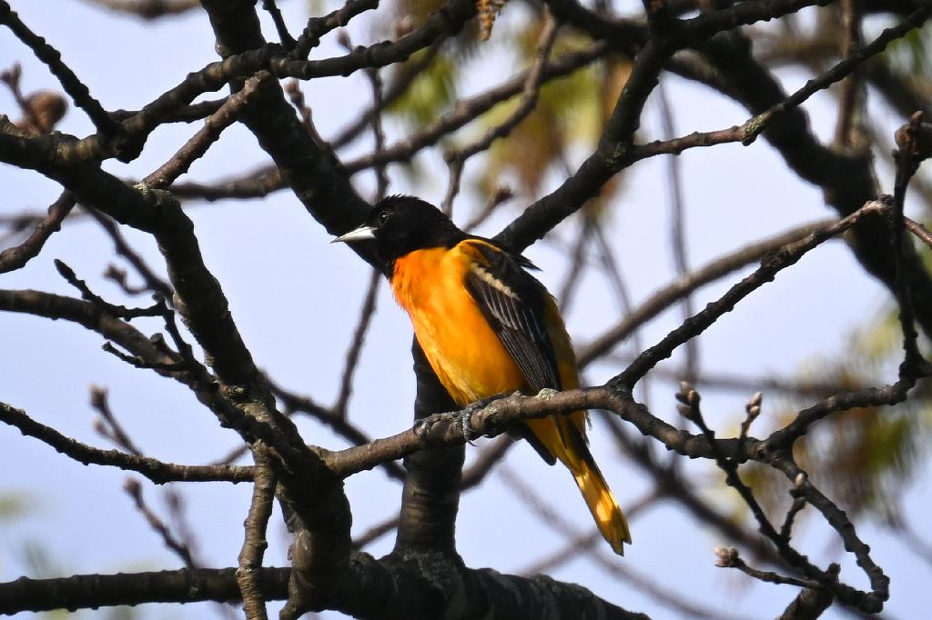 Oriole, Baltimore, 2025-05117927 Mount Auburn Cemetery, MA.JPG - Baltimore Oriole. Mount Auburn Cemetery, MA, 5-11-2025